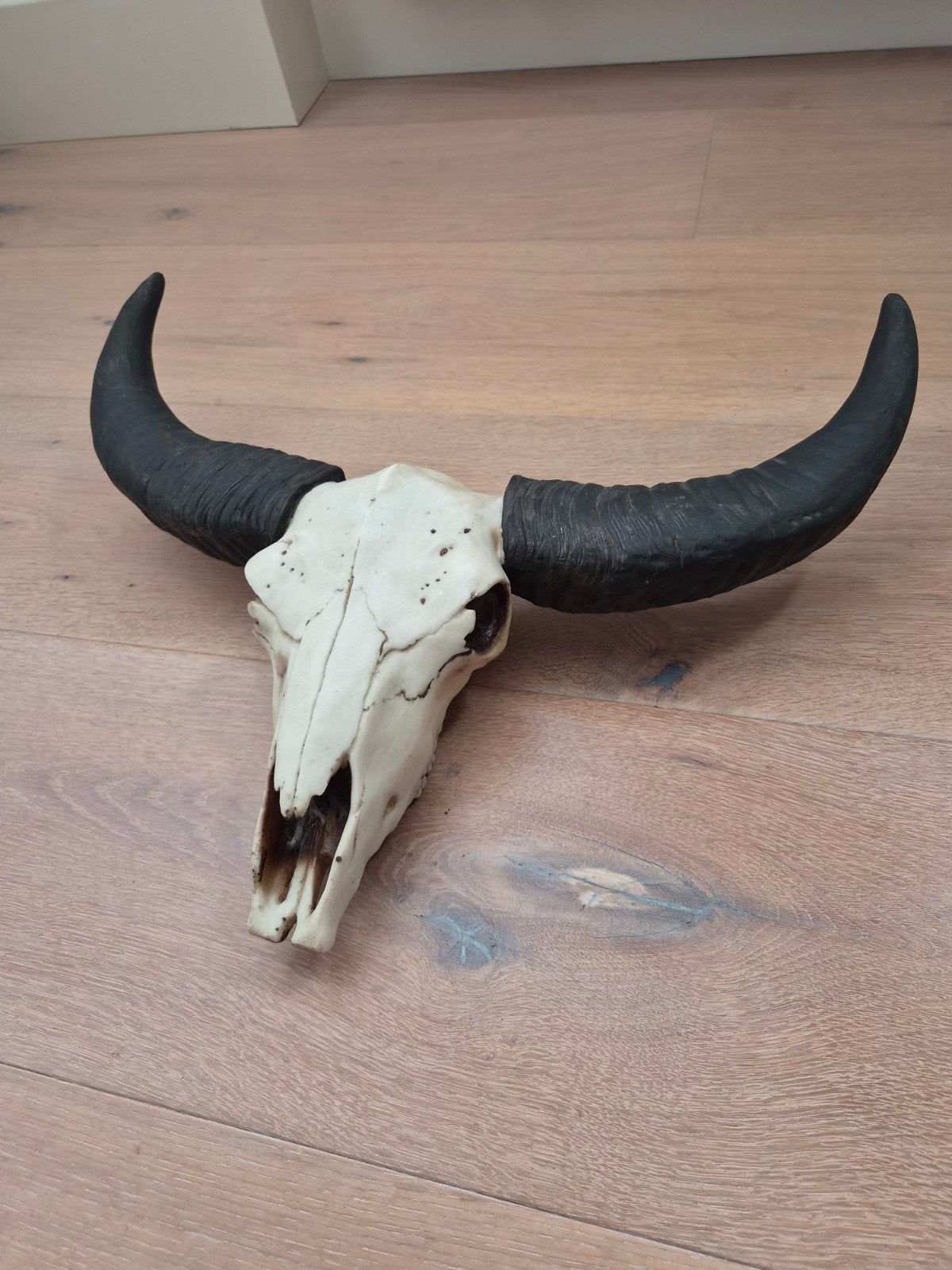 Buffelschedel met hoorns., Ophalen of Verzenden, Gebruikt, Schedel