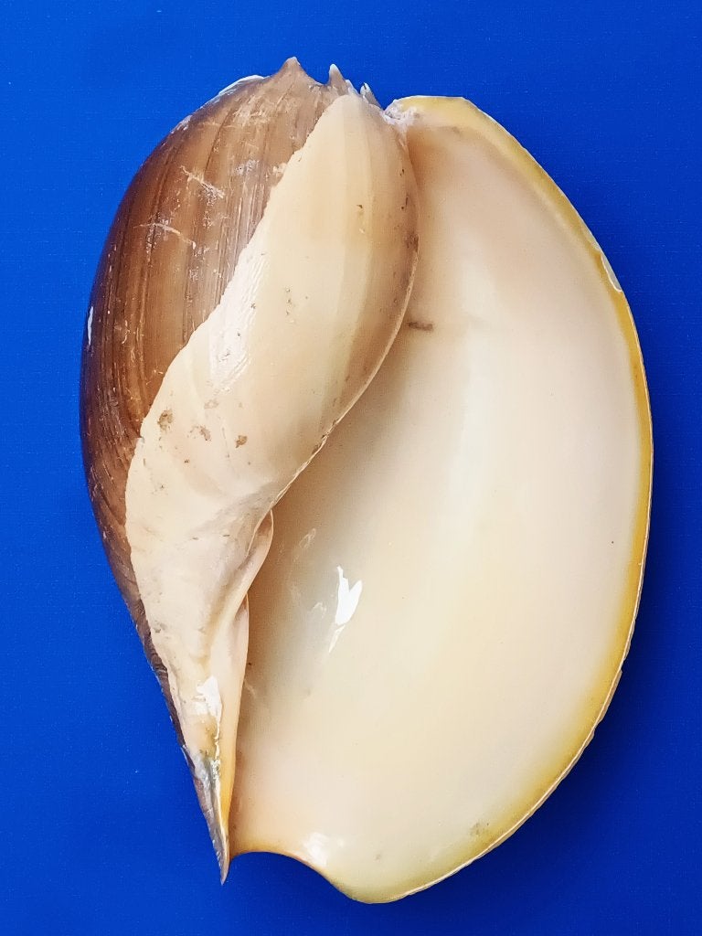 Schelpen, Melo aethiopica, Ophalen of Verzenden, Schelp(en)