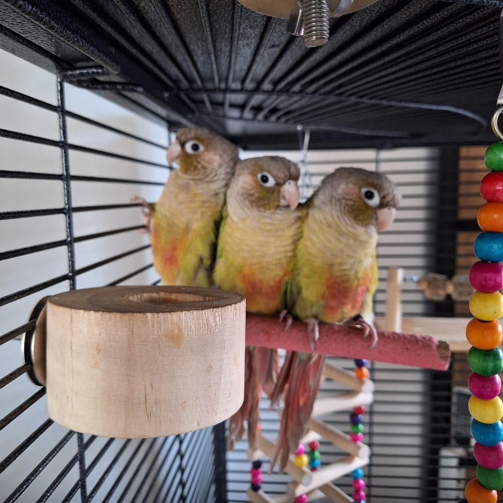 Mini papagaai 3 x pyrrhura molinae incl hoekkooi, Dieren en Toebehoren, Vogels | Parkieten en Papegaaien, Parkiet, Tam