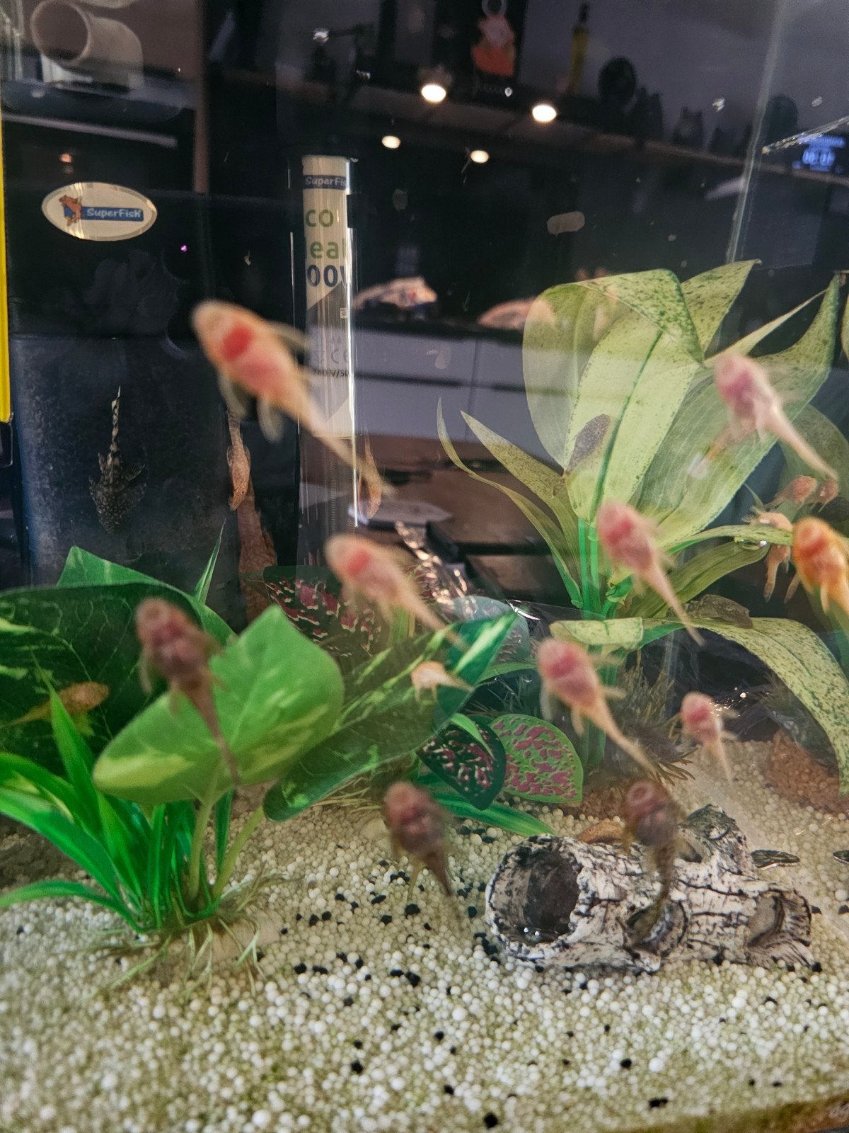jonge borstelneusjes, Dieren en Toebehoren, Vissen | Aquaria en Toebehoren, Ophalen, Nieuw