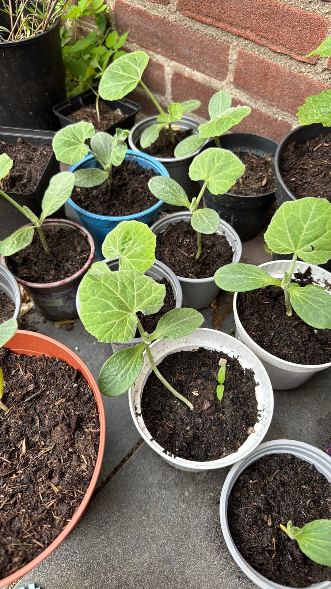 Fles pompoen plantjes, Ophalen, Eenjarig, Groenteplanten, Volle zon