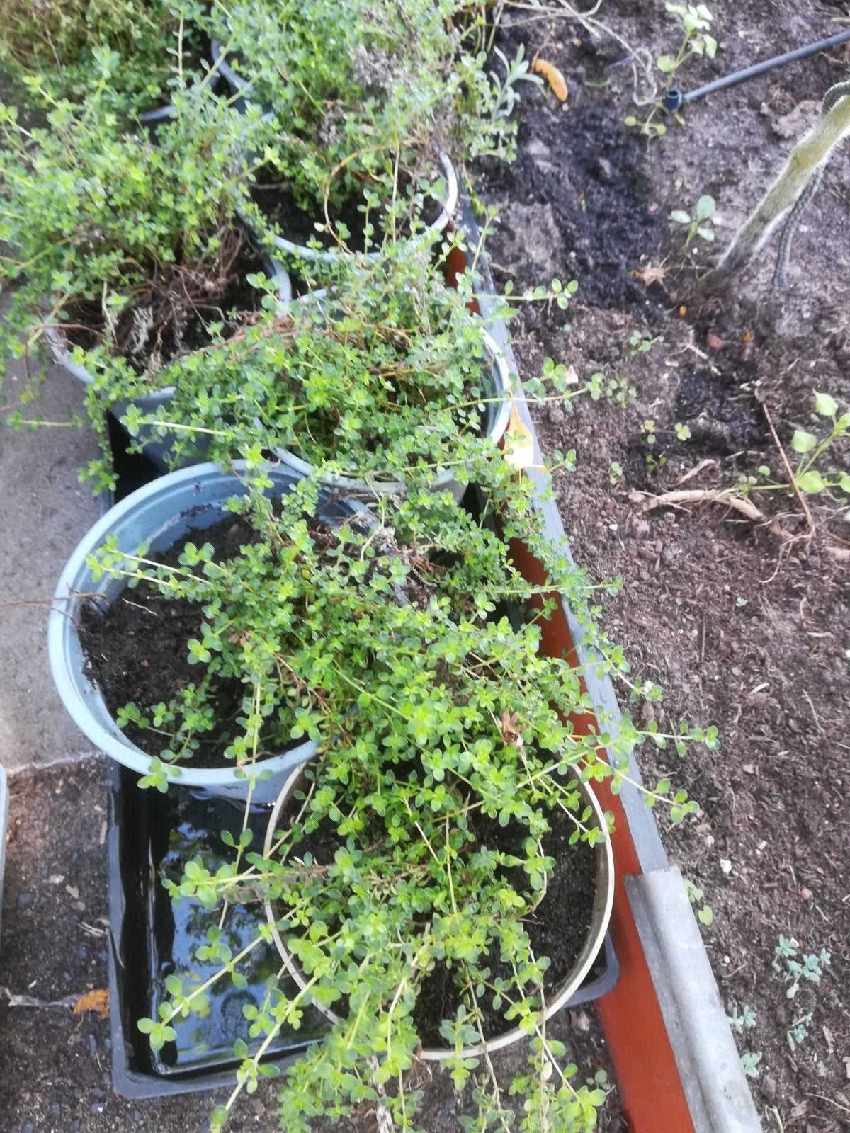 8 potjes blauw lila kruiptijm voor buiten, Ophalen, Volle zon, Vaste plant, Kruiden