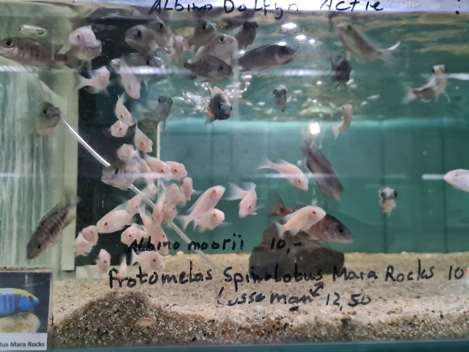 Albino Dolfijn Malawi Cichliden, Cyrtocara Moorii Actie!, Dieren en Toebehoren, Vissen | Aquariumvissen, Vis, Zoetwatervis