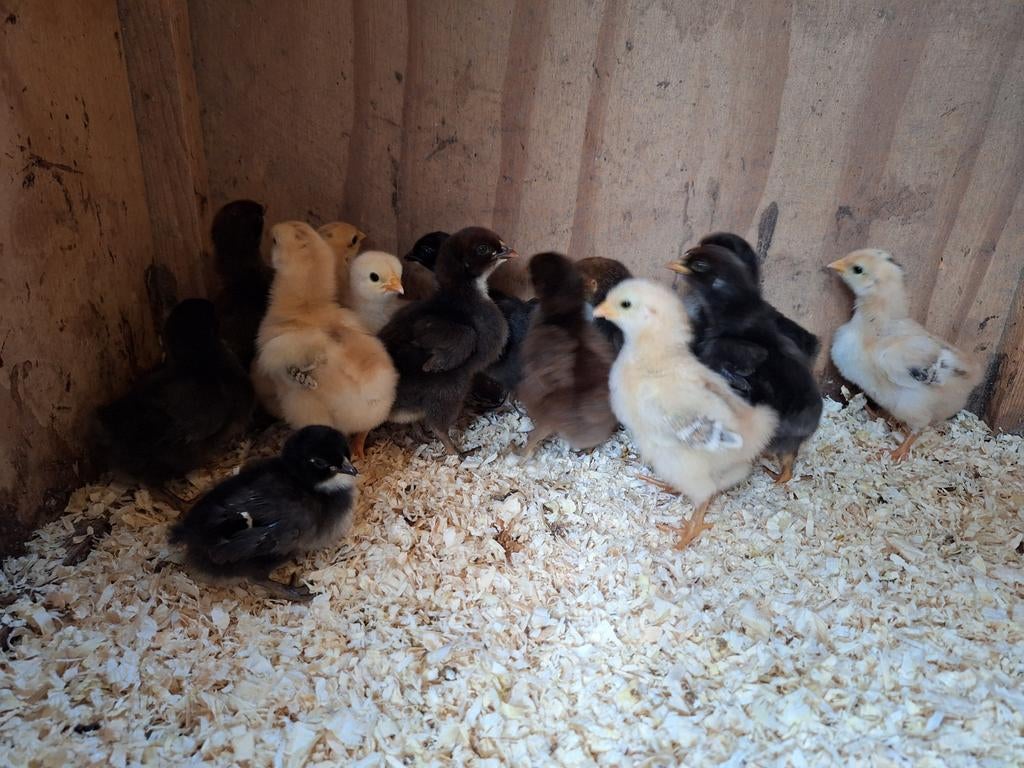Te koop Orpington groot kuikens, Dieren en Toebehoren, Pluimvee, Geslacht onbekend, Kip