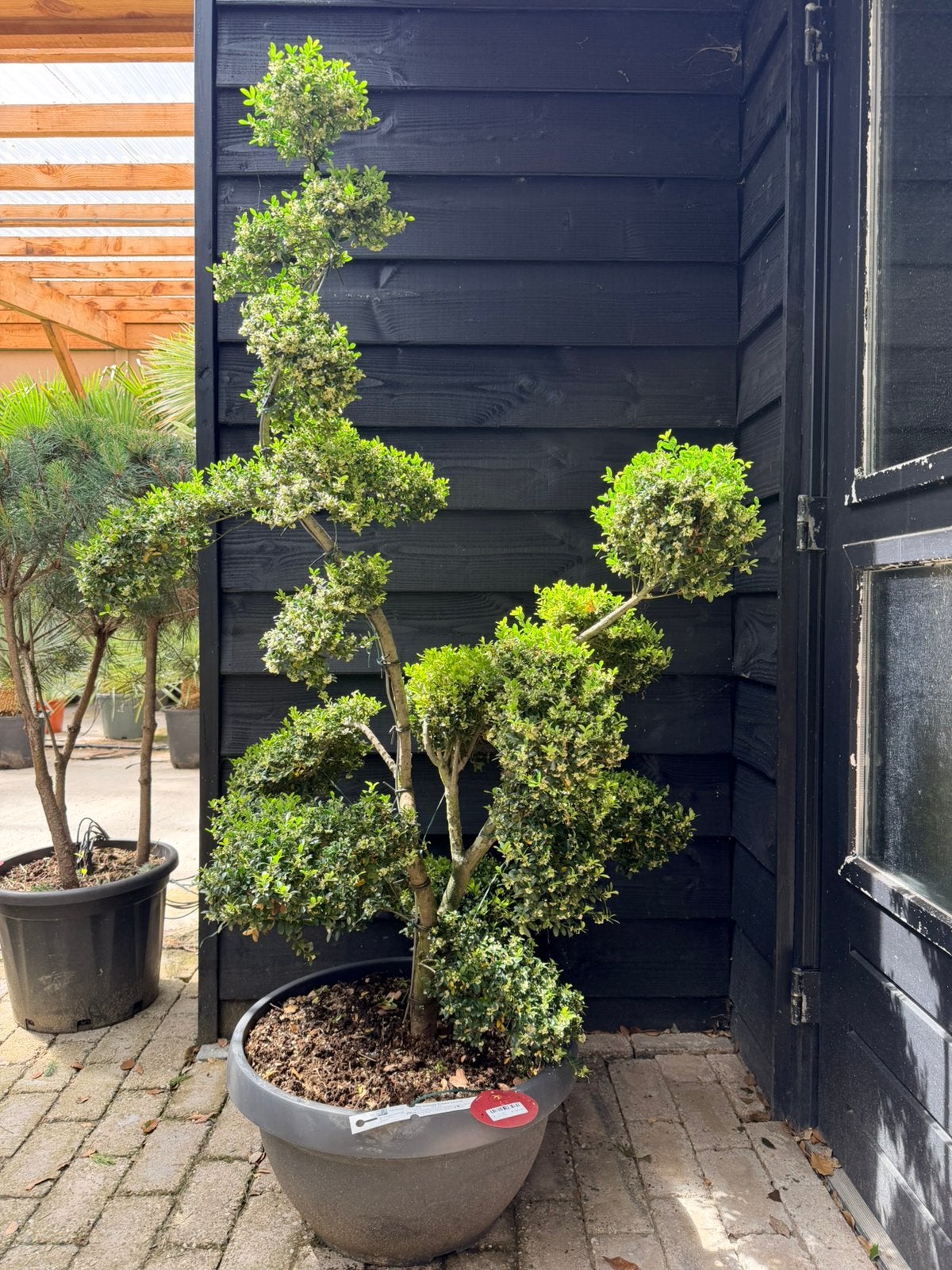 Ilex crenata kinme bonsai, Tuin en Terras, Ophalen, Bloeit niet, Halfschaduw, Overige soorten
