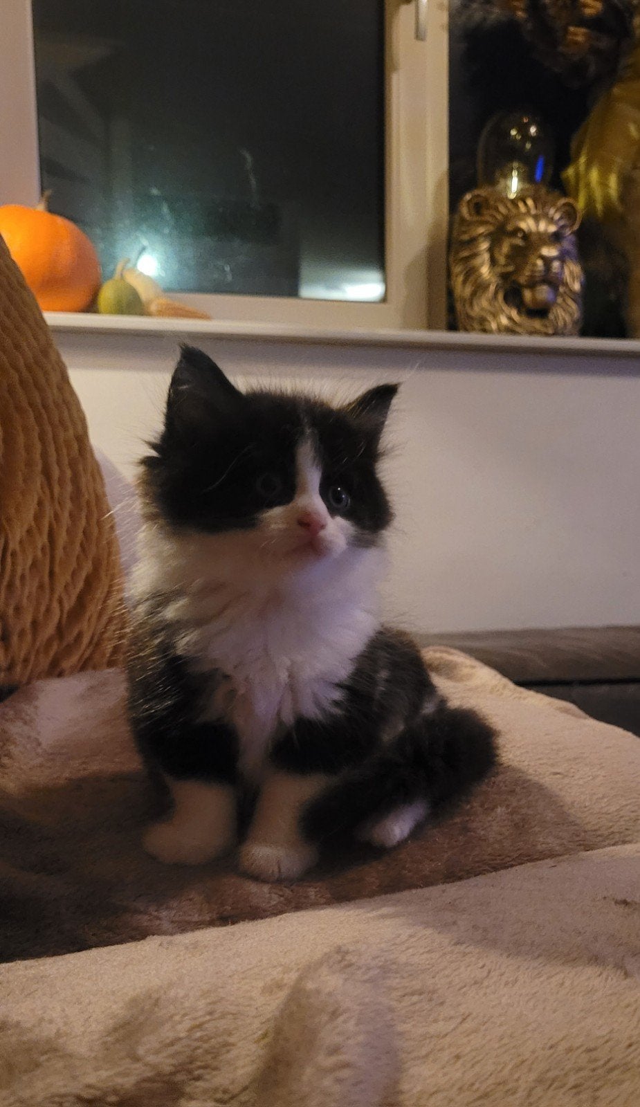 NOG 1 BESCHIKBAAR!!!Geweldige 100%  Maine Coon kittens, Meerdere dieren, Ontwormd, 0 tot 2 jaar