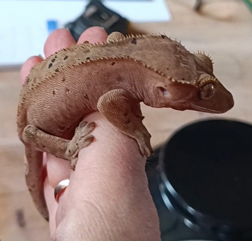 Wimpergekko vrouw dalmatian Crested Gecko - female for sale from Sabrina