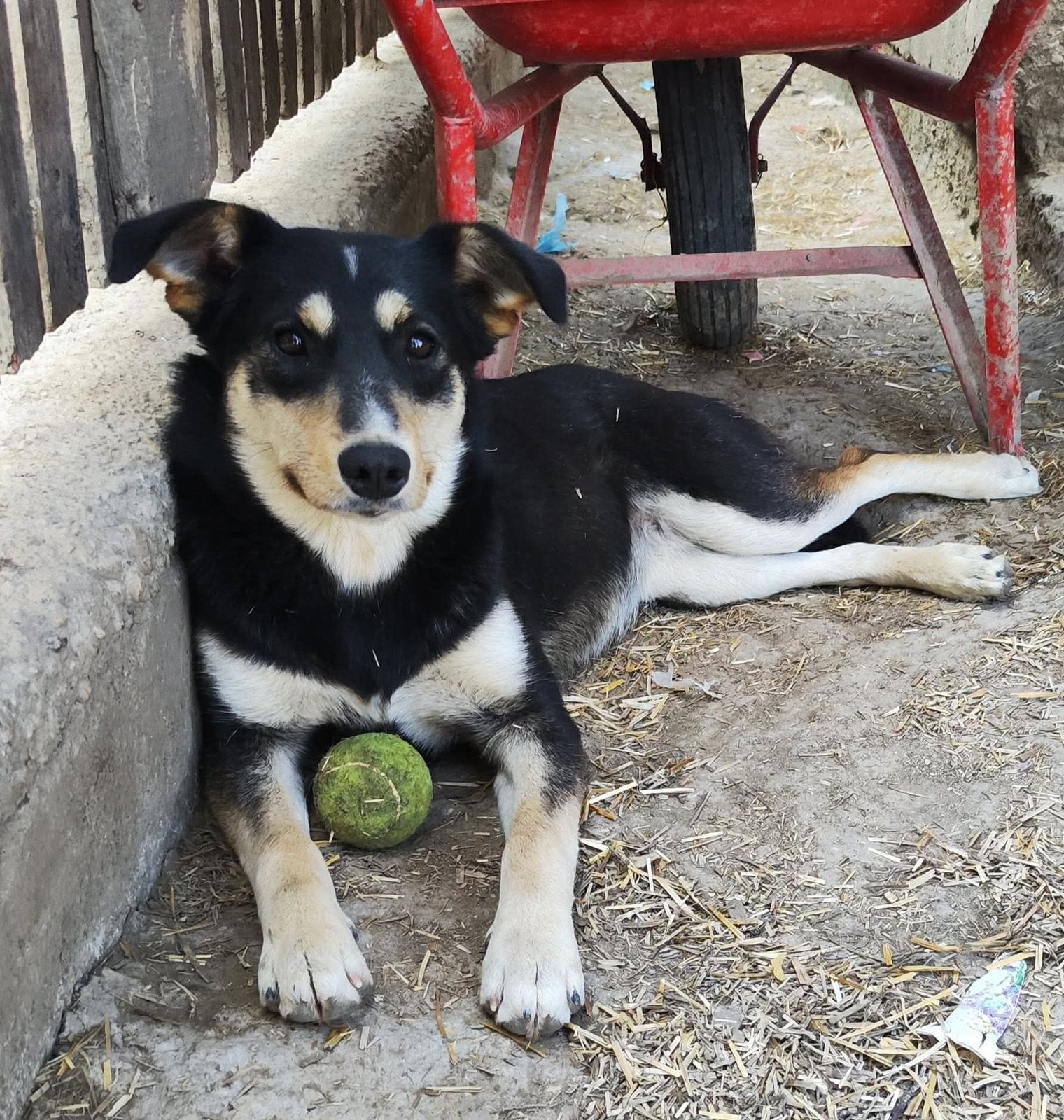 Vrolijke Pippa zoekt speelmaatje!, Dieren en Toebehoren, Honden | Niet-rashonden, Particulier, 1 tot 2 jaar, Buitenland, Teef