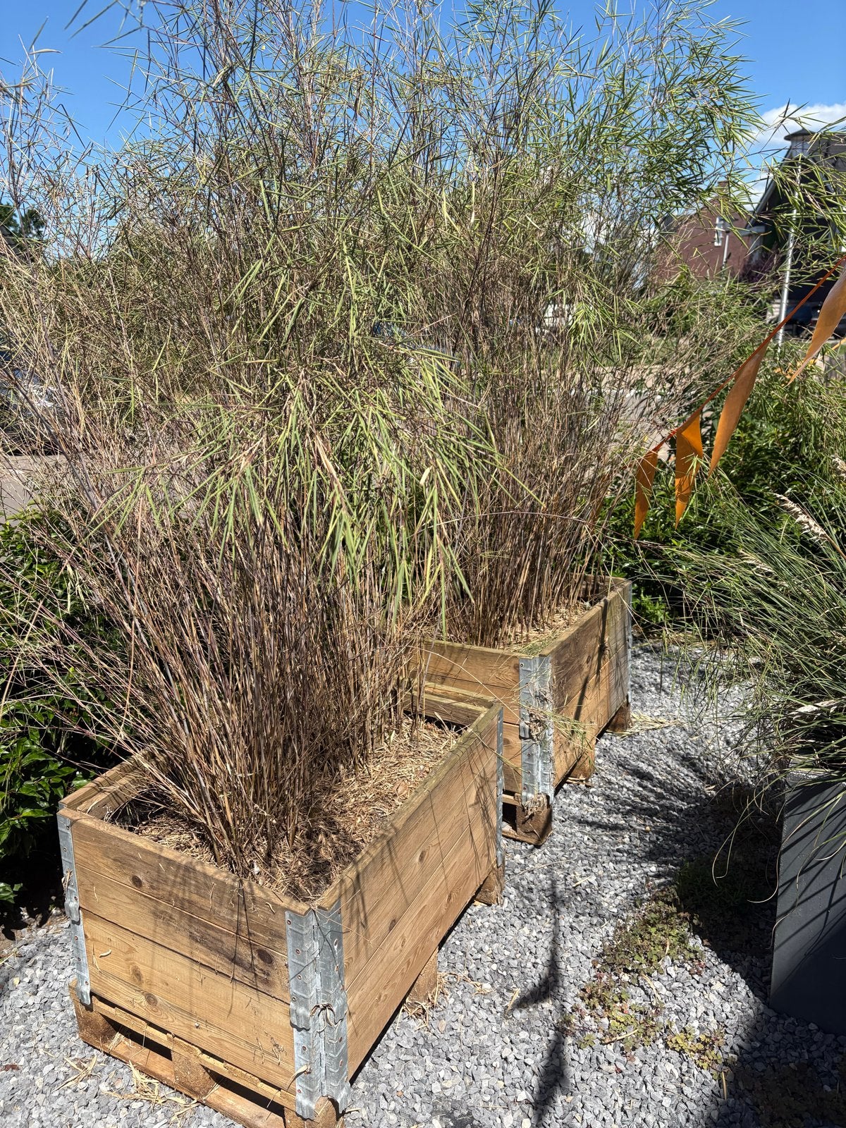 Grote bamboeplanten in houten bakken, Volle zon, Vaste plant, Bloeit niet, Ophalen