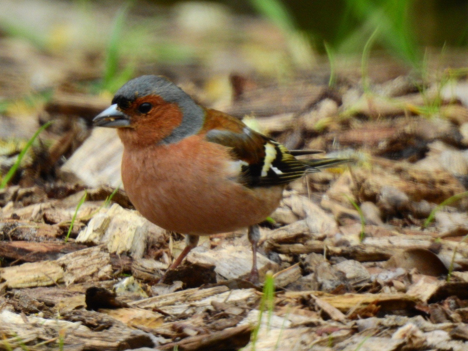 Vogelkijkhut HET WATERRIJK te Etten gld, Ophalen of Verzenden