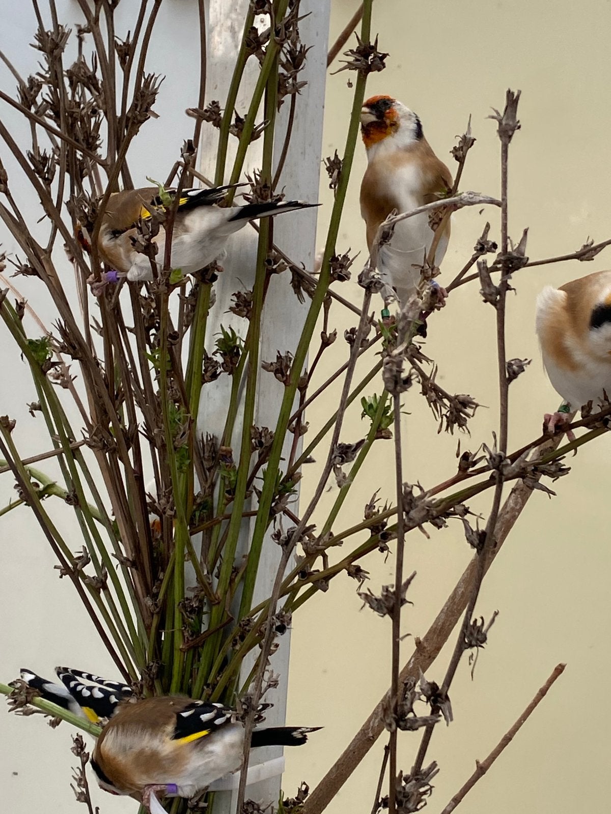 Te koop forse bloem putters 2026, Dieren en Toebehoren, Mannelijk, Wildzangvogel, Geringd