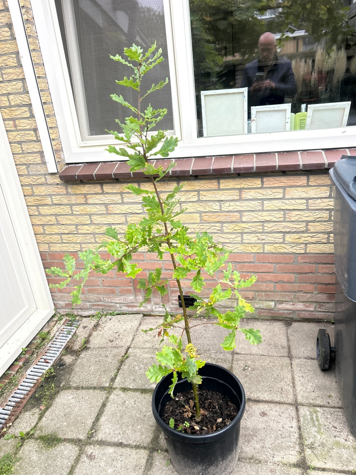 Jonge Eikenboom - 130cm hoog, 80cm breed, stamdikte 1.5cm, Tuin en Terras, Ophalen, In pot, Overige soorten, 100 tot 250 cm