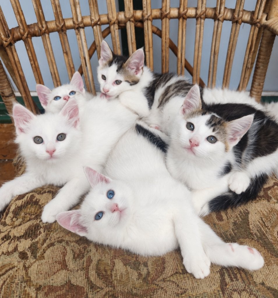 Leuke kittens, Meerdere dieren, Kortharig, 0 tot 2 jaar