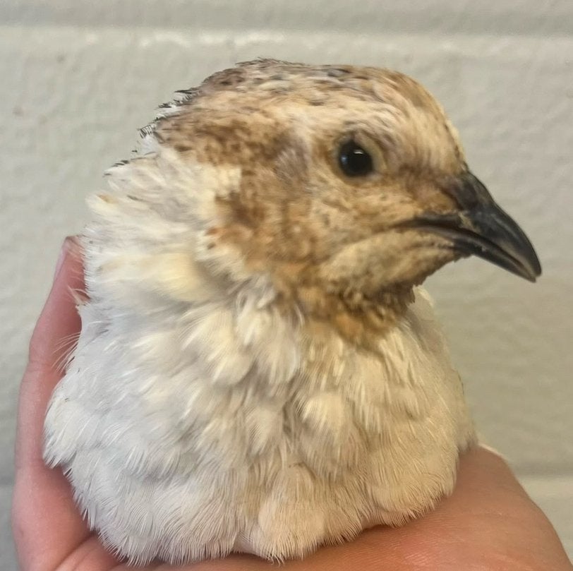 Groep japanse kwartels, Meerdere dieren