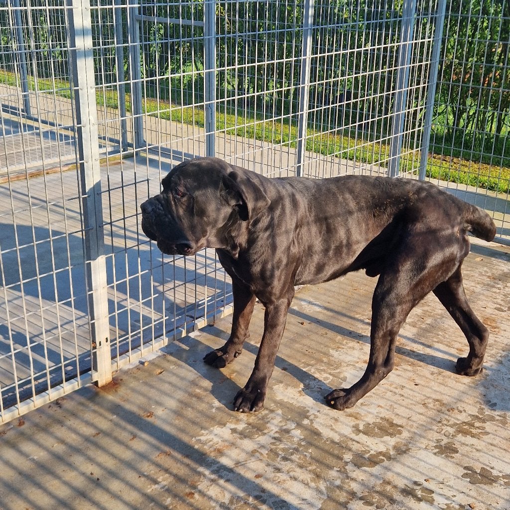 herplaatser cane corso, België, Particulier, Eén hond, 3 tot 5 jaar