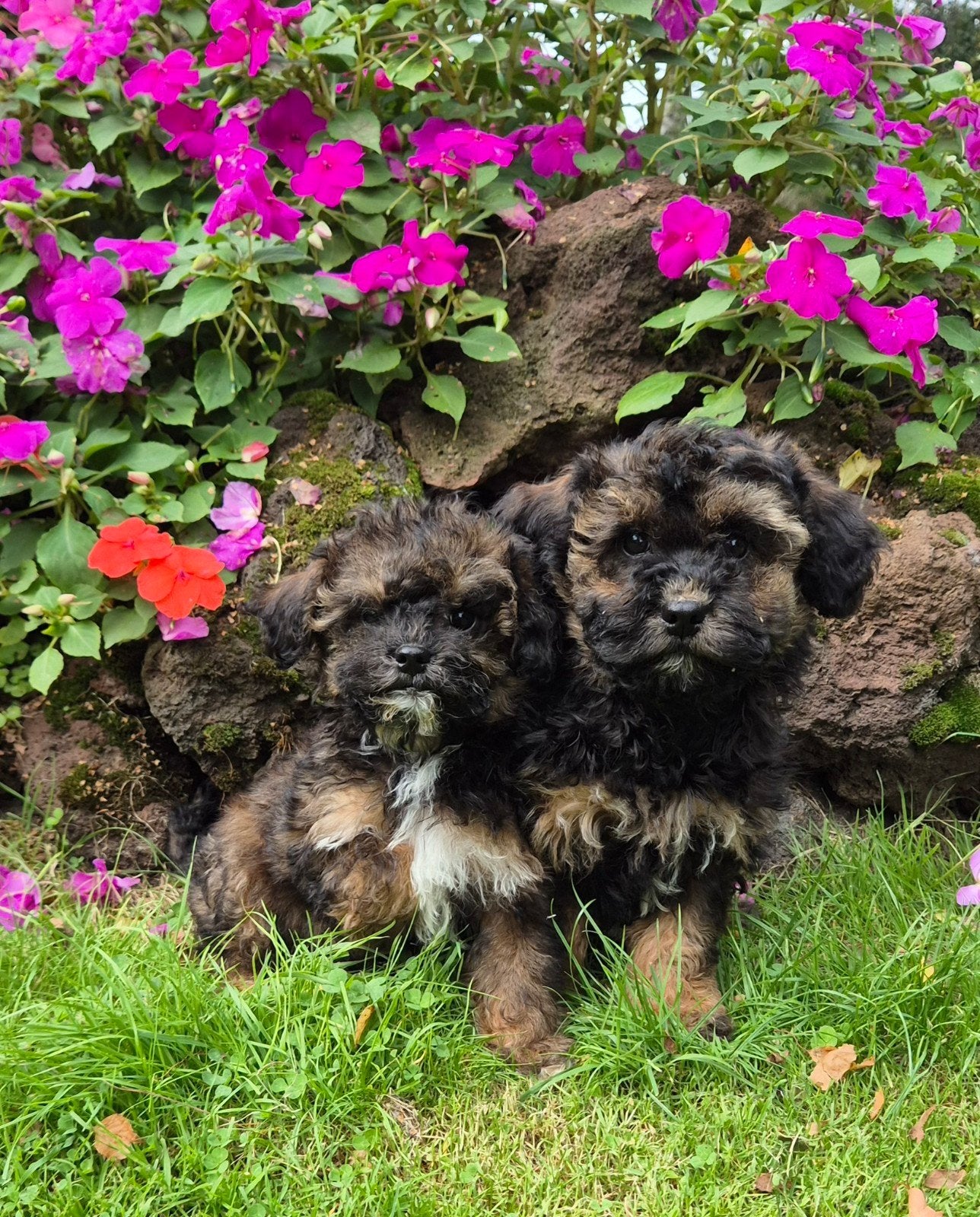 schitterende Havapoo pups (toypoedel x havanezer), Dieren en Toebehoren, Nederland, Overige rassen, 8 tot 15 weken, CDV (hondenziekte)