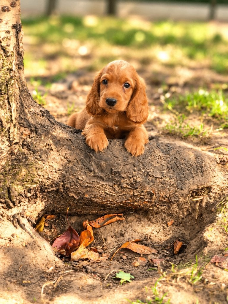 prachtige cockapoo pups bij ons geboren!!, België, CDV (hondenziekte), 8 tot 15 weken, Geslacht onbekend