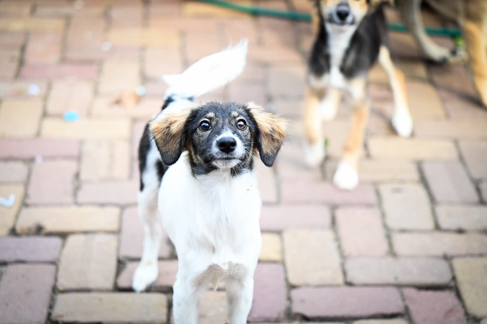 Simona, klein medium mix teefje 4 maanden, Dieren en Toebehoren, Particulier, 15 weken tot 1 jaar, Buitenland, Teef