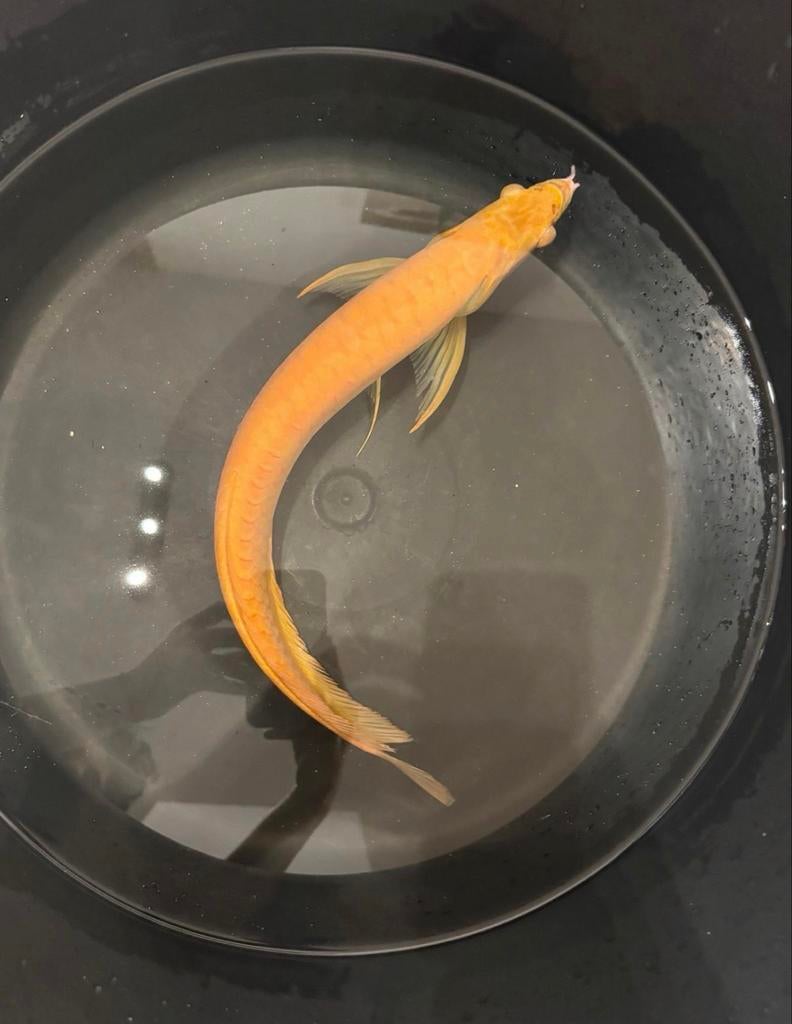 Golden arowana 40 cm, Dieren en Toebehoren, Vissen | Aquariumvissen, Vis