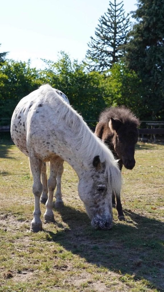 Stalling voor Shetlander of kleine pony omg Breda, Dieren en Toebehoren, Stalling, 1 paard of pony
