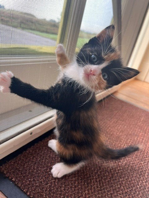 Kittens te koop, Dieren en Toebehoren, Poes, 0 tot 2 jaar