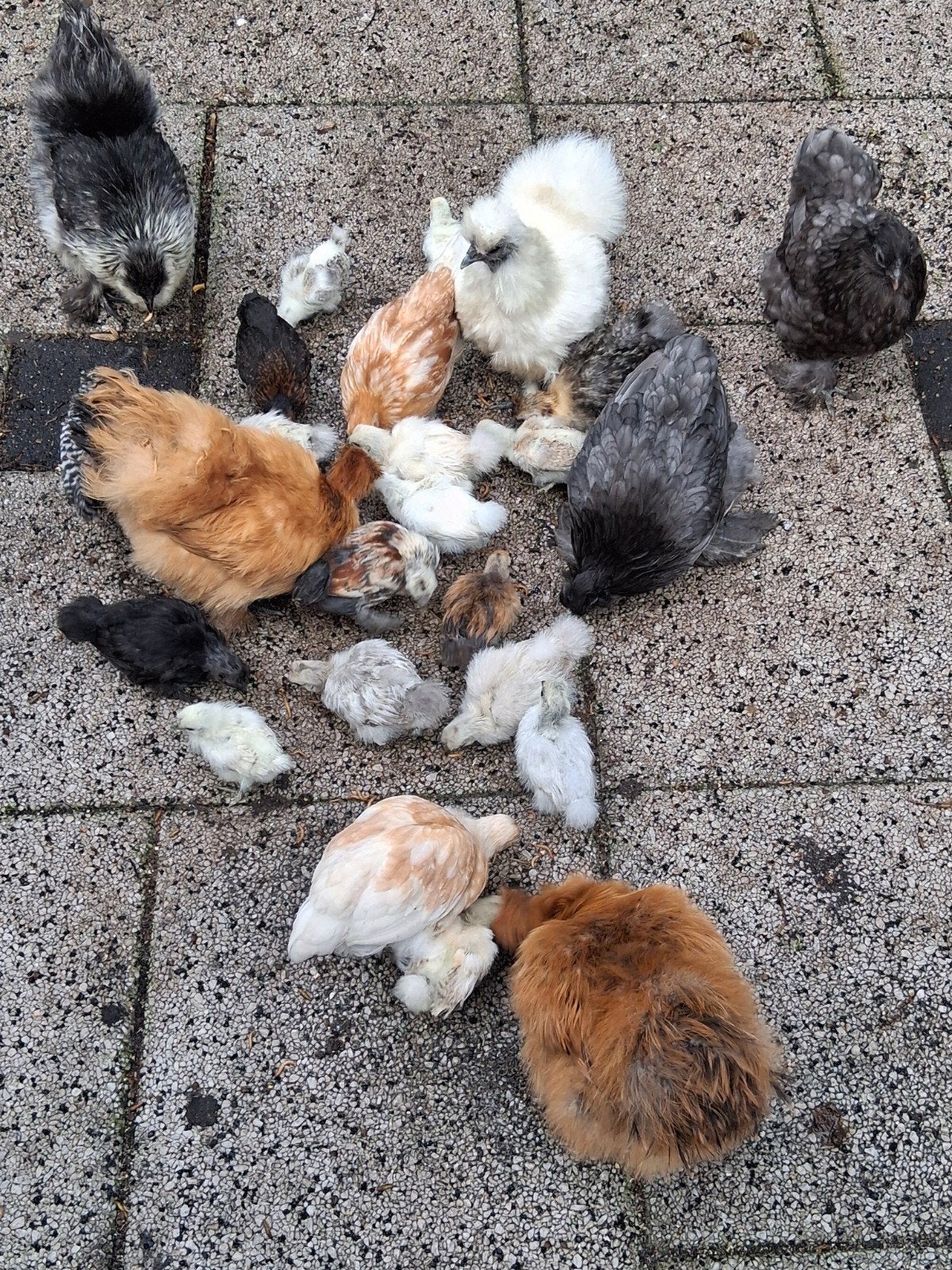 diverse jonge kippen, 1volwassen vanaf 5.00 zie beschrijving, Dieren en Toebehoren, Meerdere dieren, Kip