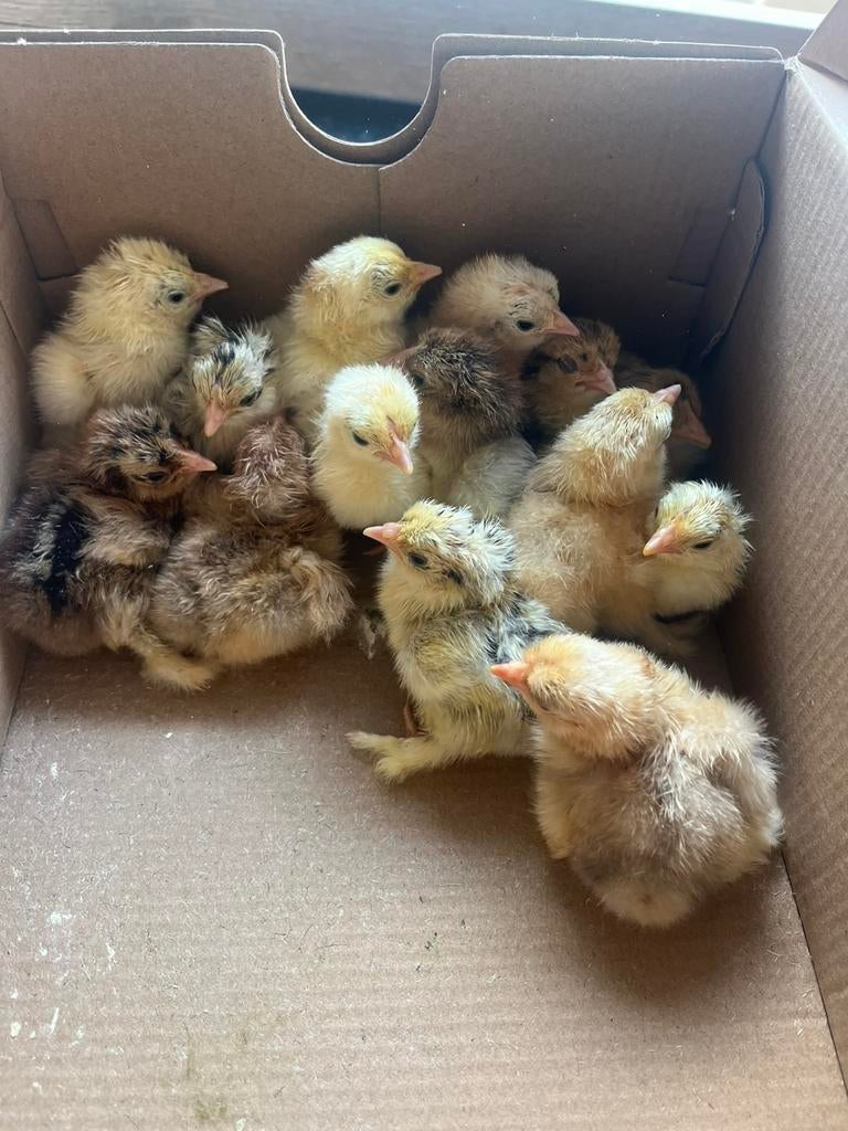 Jonge cochin kuikens, Dieren en Toebehoren, Pluimvee, Meerdere dieren, Kip