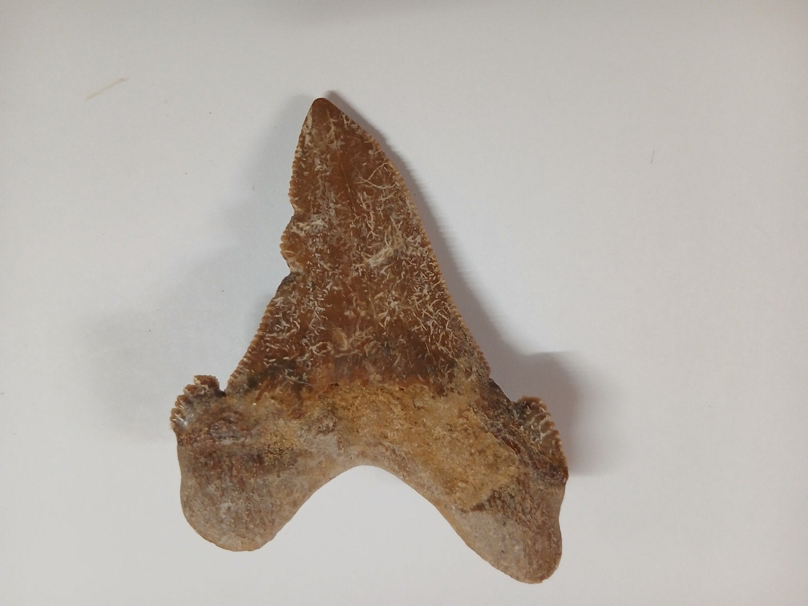 Grote fossiele haaientand - otodus sokolovi, Ophalen of Verzenden, Fossiel