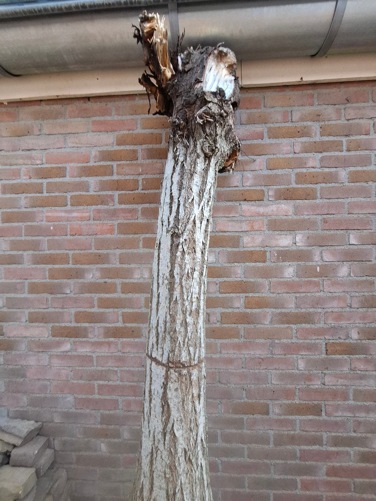 GRATIS BOOMSTRONK VOOR HAARDHOUT, Huis en Inrichting, Ophalen
