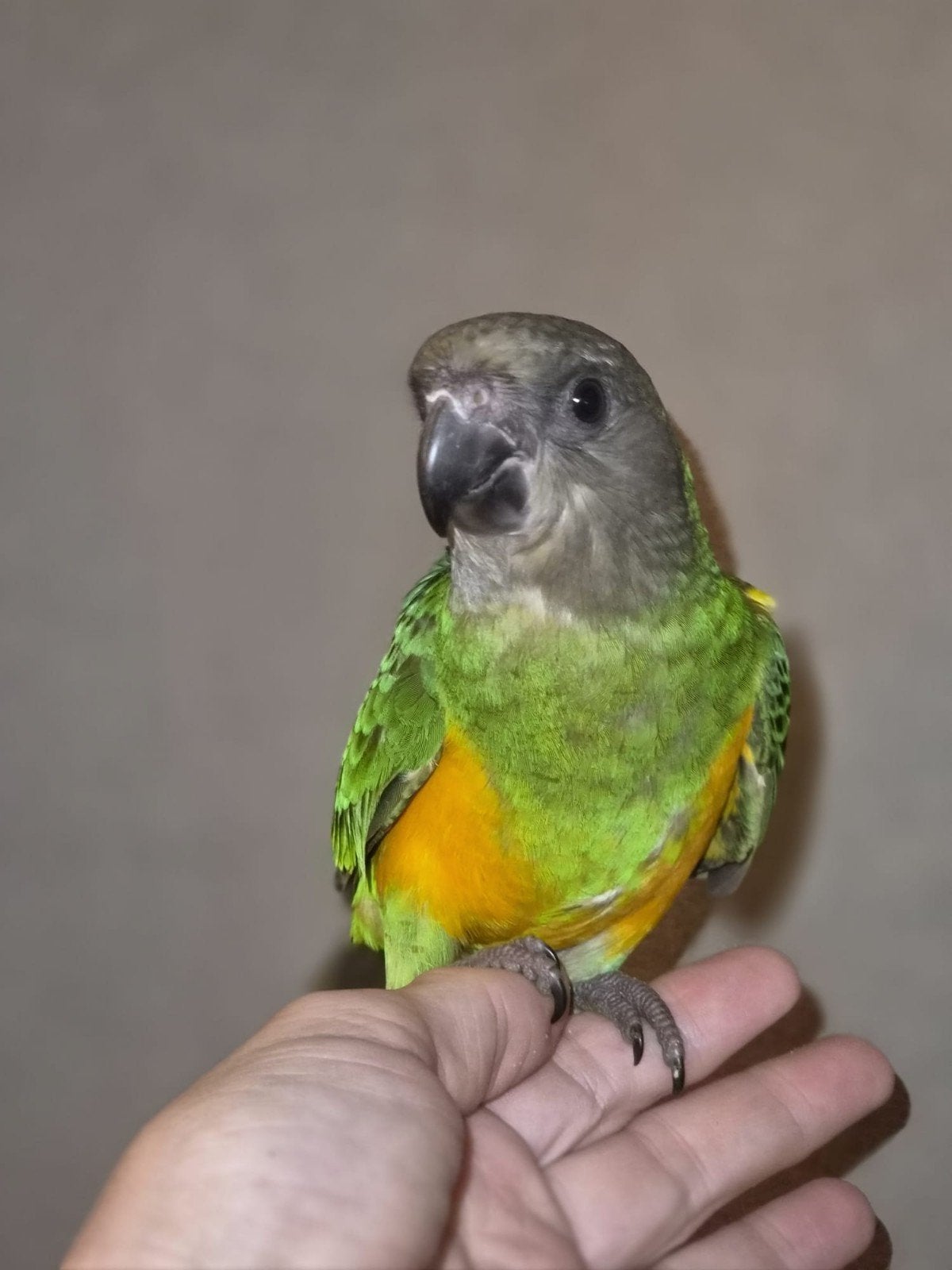 Jonge Bonte Boer, super lief en tam, Dieren en Toebehoren, Vrouwelijk, Papegaai, Tam