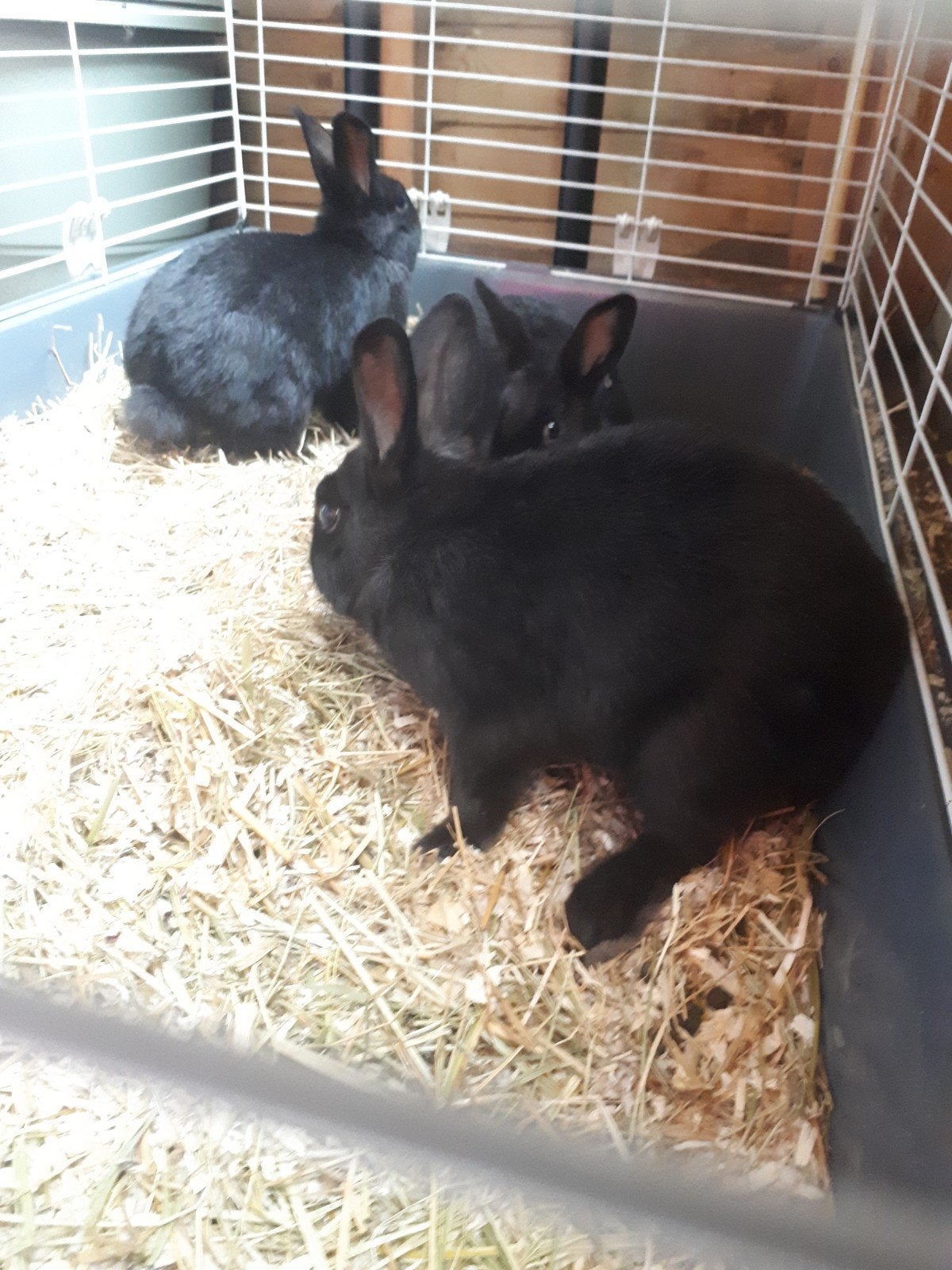 Goed huisje gezocht voor 10 ram mmen uit hobby  op vang, Dieren en Toebehoren, Konijnen, Mannelijk