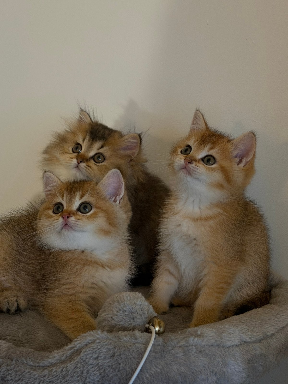 Britse Korthaar Golden Shaded kittens, Meerdere dieren, Ontwormd
