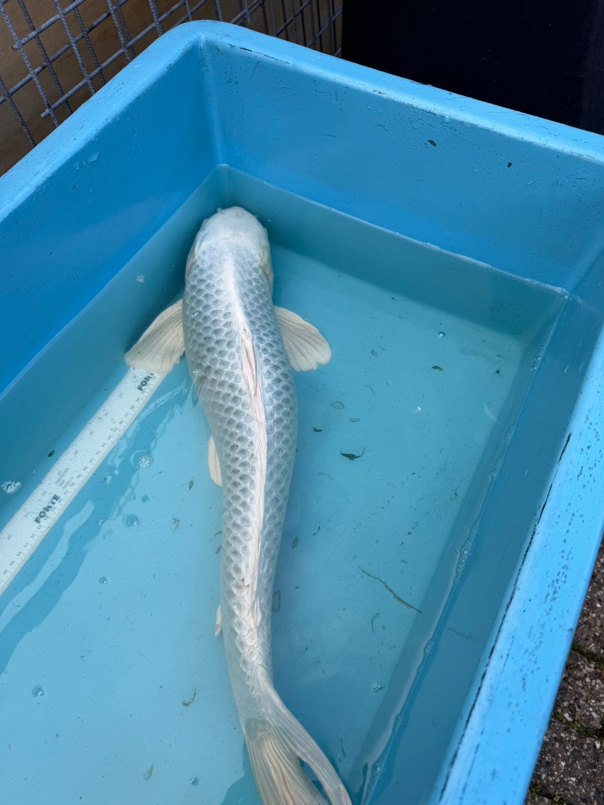 Mukashi Ogon koi . Tekst goed lezen, Dieren en Toebehoren, Karper of Koi