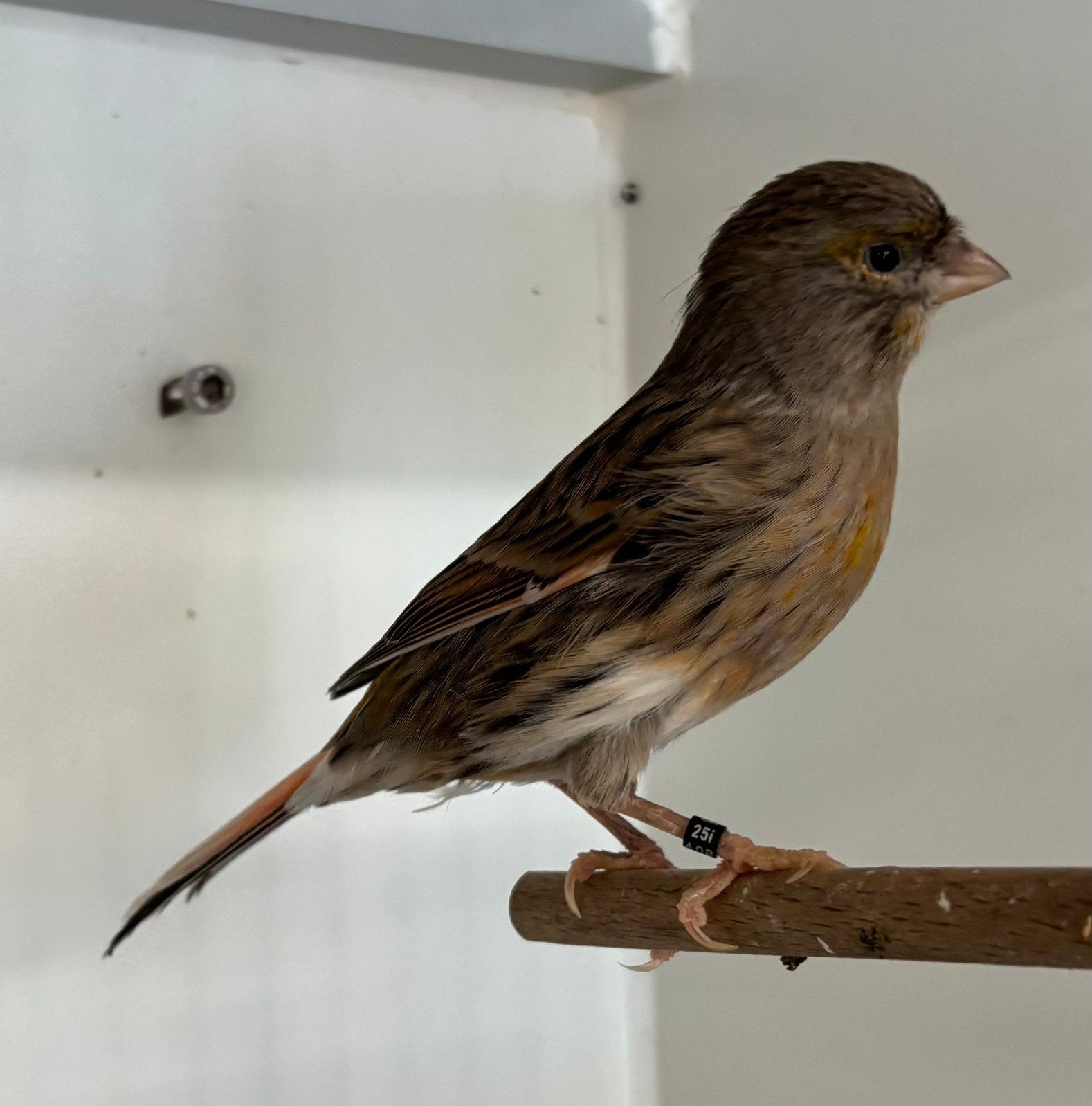 Kanarie Harlekijn Pop van 2025 mooie vogel in topconditie, Dieren en Toebehoren, Vogels | Kanaries, Vrouwelijk, Kleurkanarie