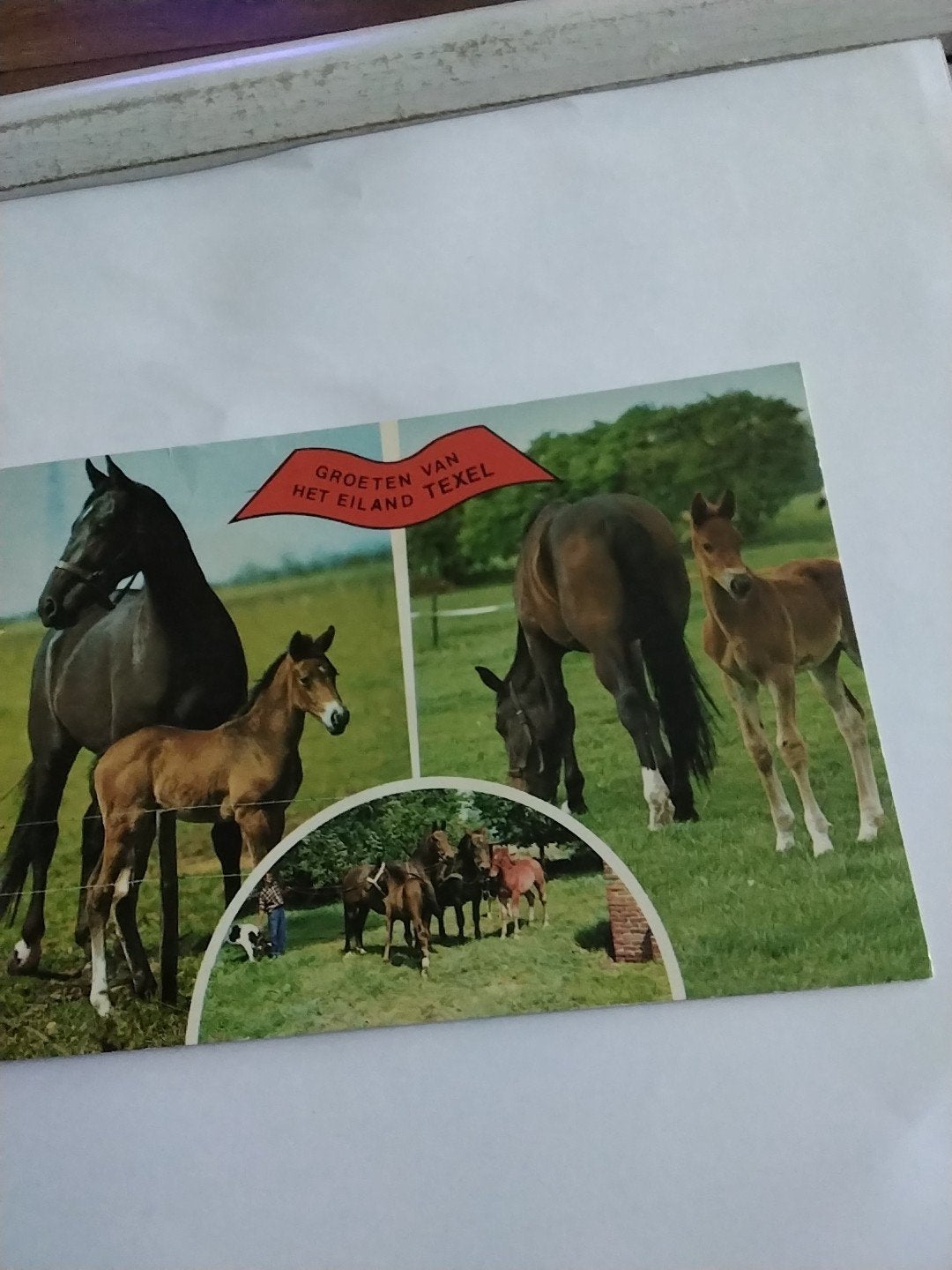 Oude ansichtkaart: Groeten van het eiland Texel - Paarden, Verzamelen, Ansichtkaarten | Nederland, Ophalen of Verzenden, 1960 tot 1980