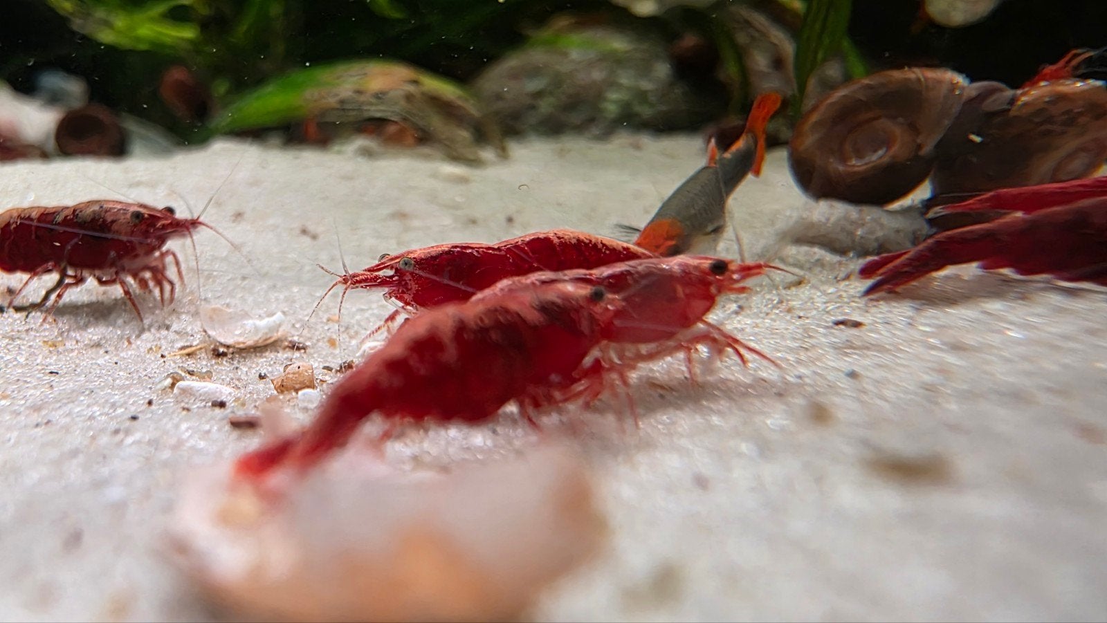 FIRE RED  neocaridina garnalen rood hoge kwaliteit!, Kreeft, Krab of Garnaal, Zoetwatervis, Schoolvis