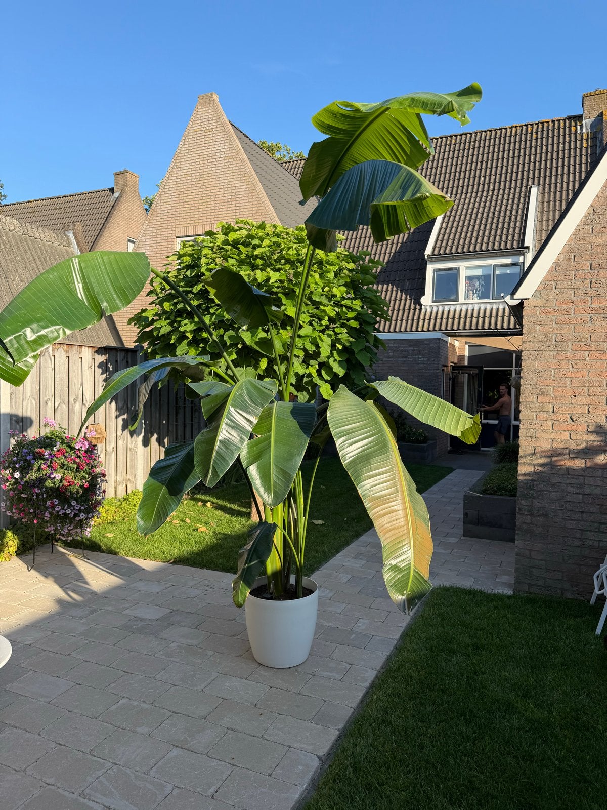 Grote XL Strelitzia Nicolai incl. zelfwatergevende pot, Huis en Inrichting, Ophalen, In pot, 200 cm of meer