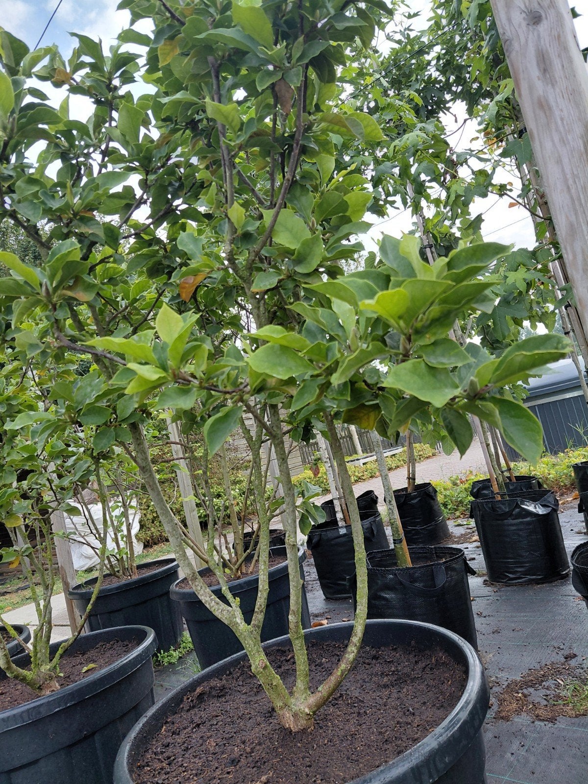 magnolia struik ( paars/roze ), Overige soorten, Lente, 100 tot 250 cm, Ophalen
