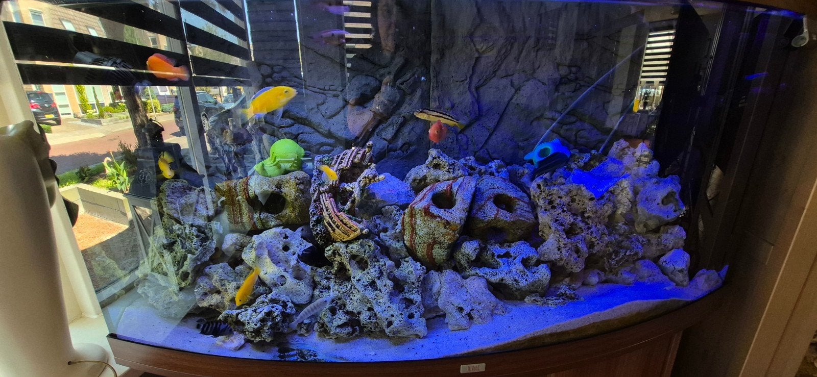 te koop aquarium, Vis, Zoetwatervis