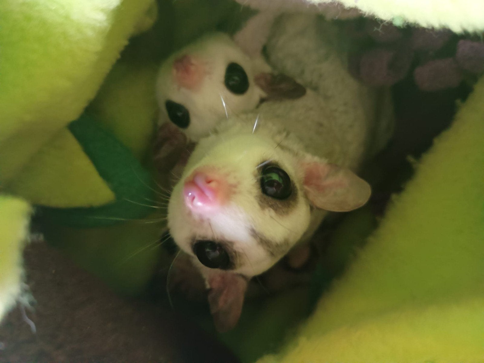 3 sugar gliders op zoek naar gouden mandje, Dieren en Toebehoren, Juni, Meerdere dieren