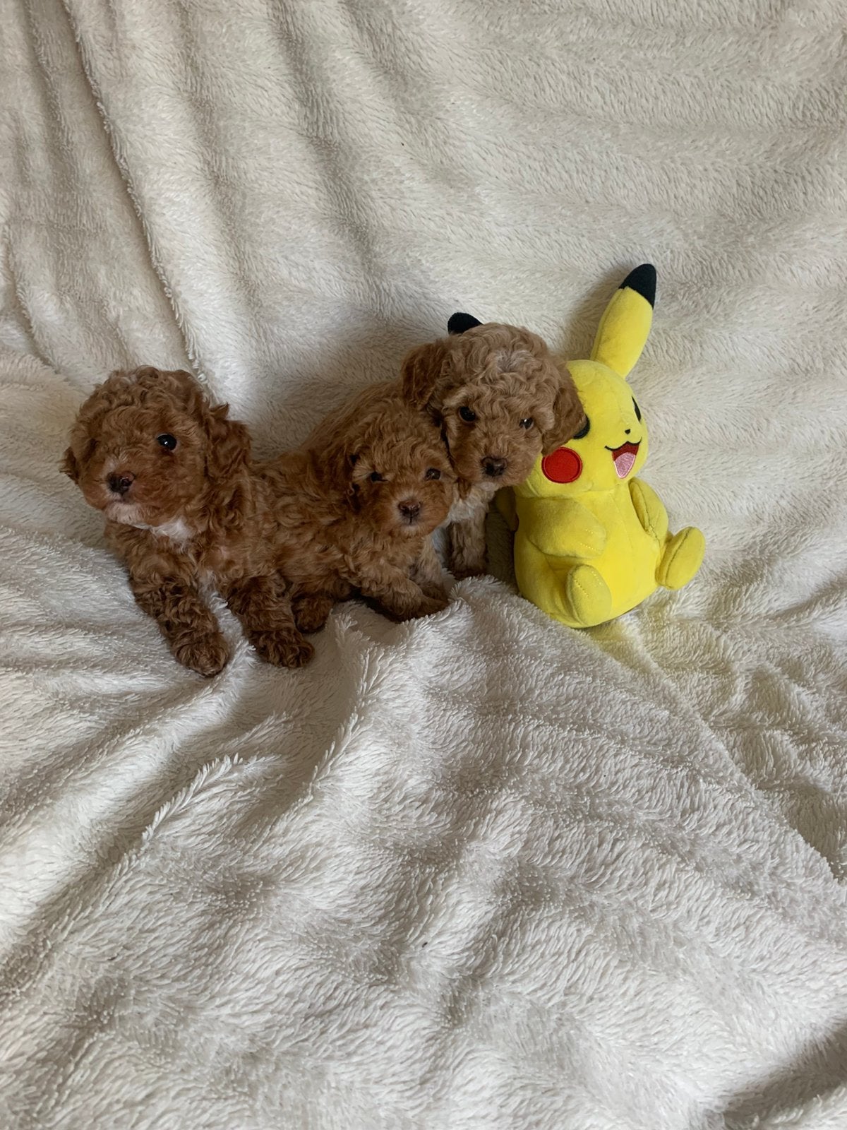 Prachtige toy poedel pups, Dieren en Toebehoren, Honden | Chihuahua's en Gezelschapshonden, Parvo, 8 tot 15 weken, Meerdere, Meerdere dieren