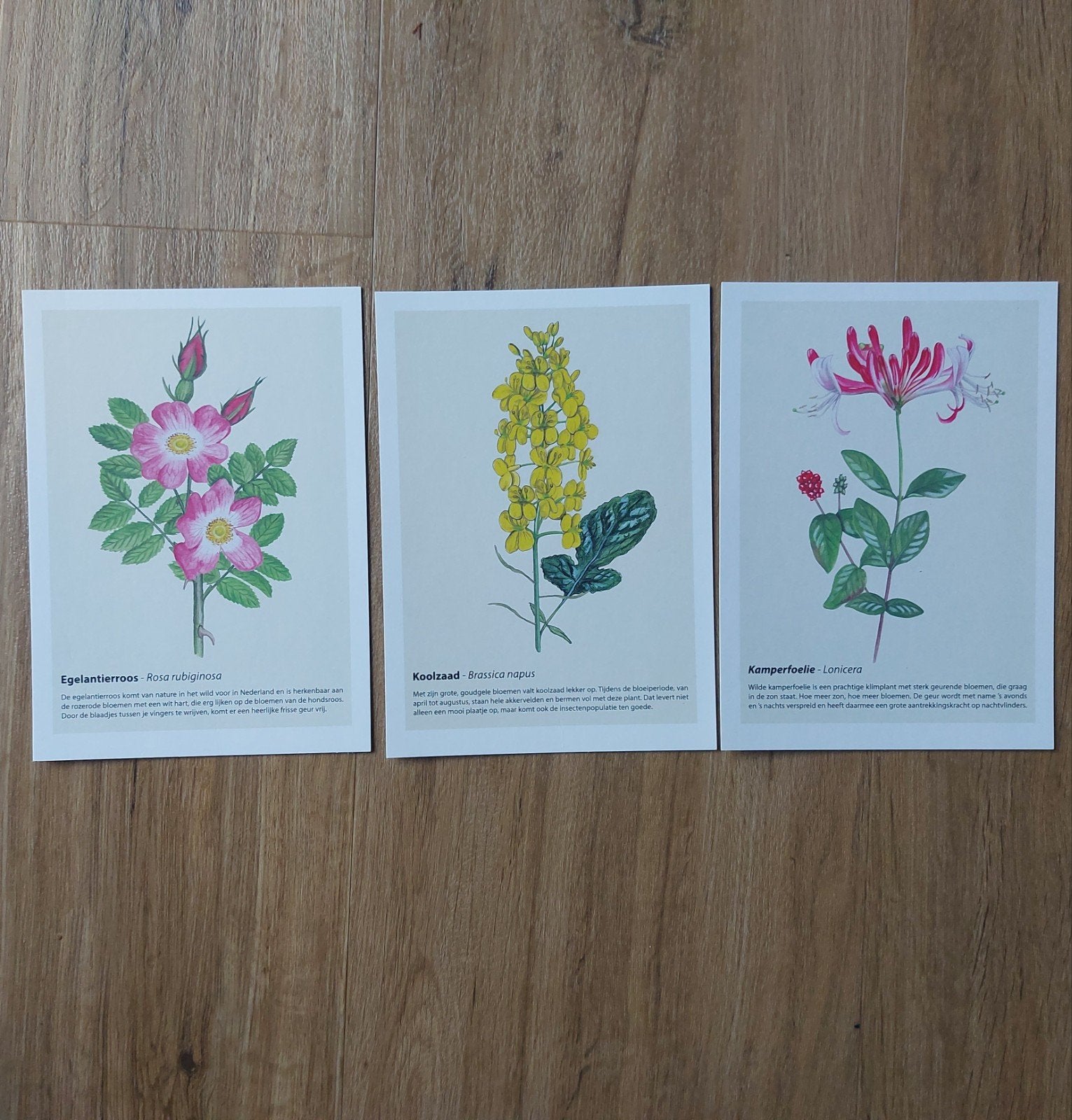 3 ansichtkaarten: Egelantierroos Koolzaad Kamperfoelie samen, Ophalen of Verzenden, Ongelopen, Natuur