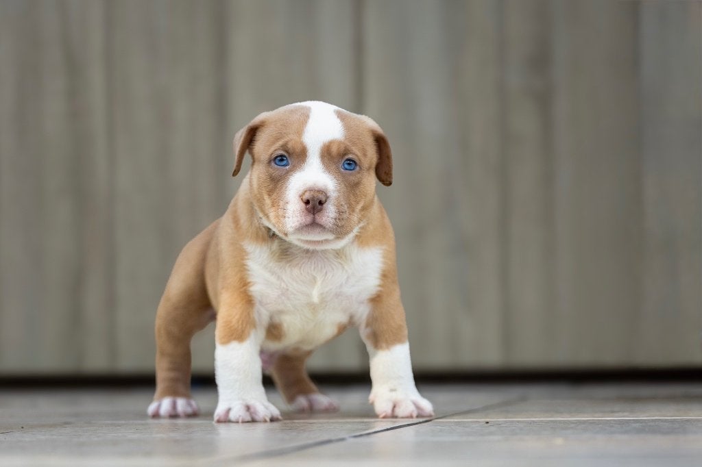 American Bully Pocket pups, Dieren en Toebehoren, België, Fokker | Hobbymatig, 8 tot 15 weken, Meerdere
