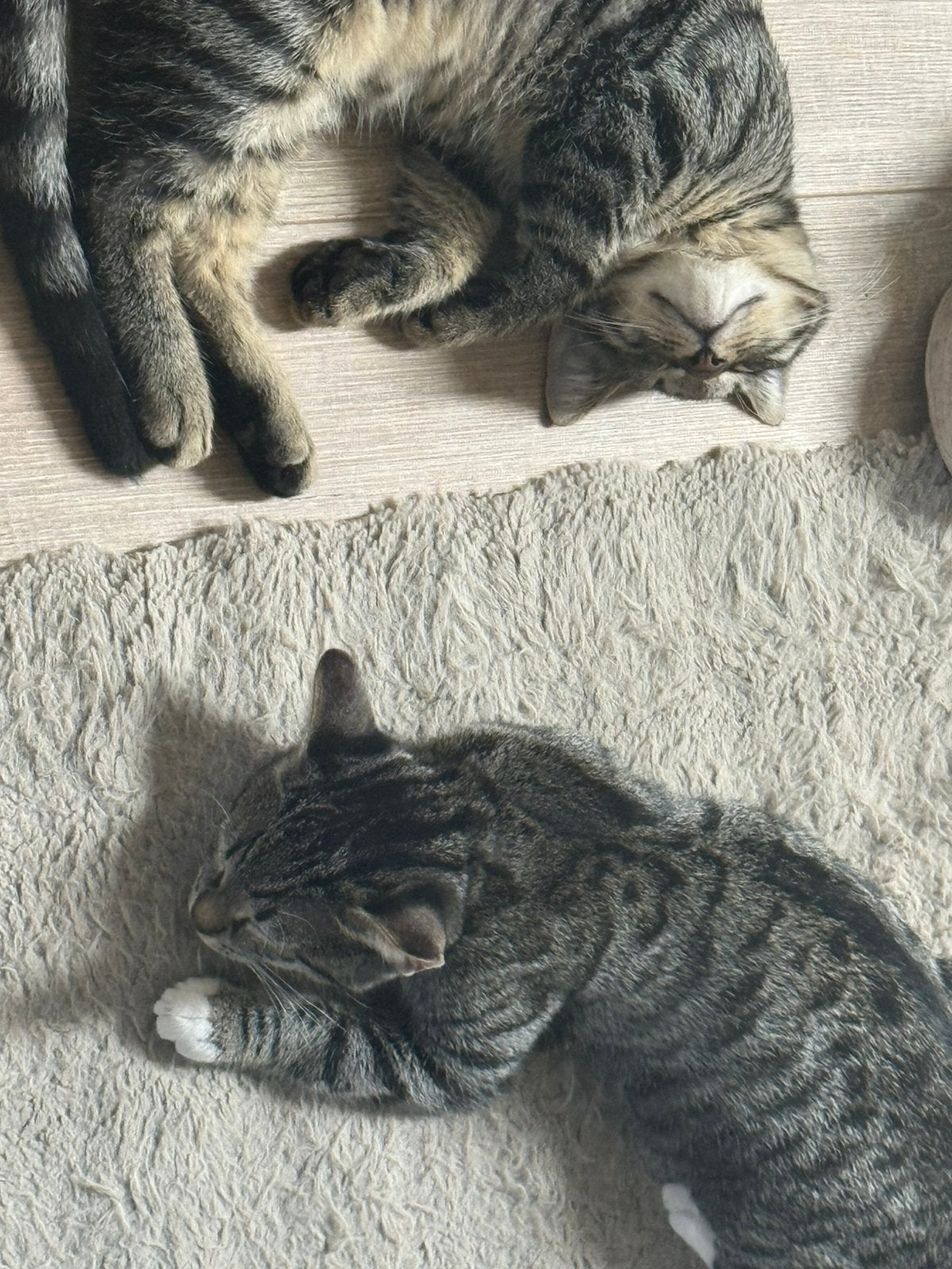 2 kittens, Dieren en Toebehoren, Meerdere dieren