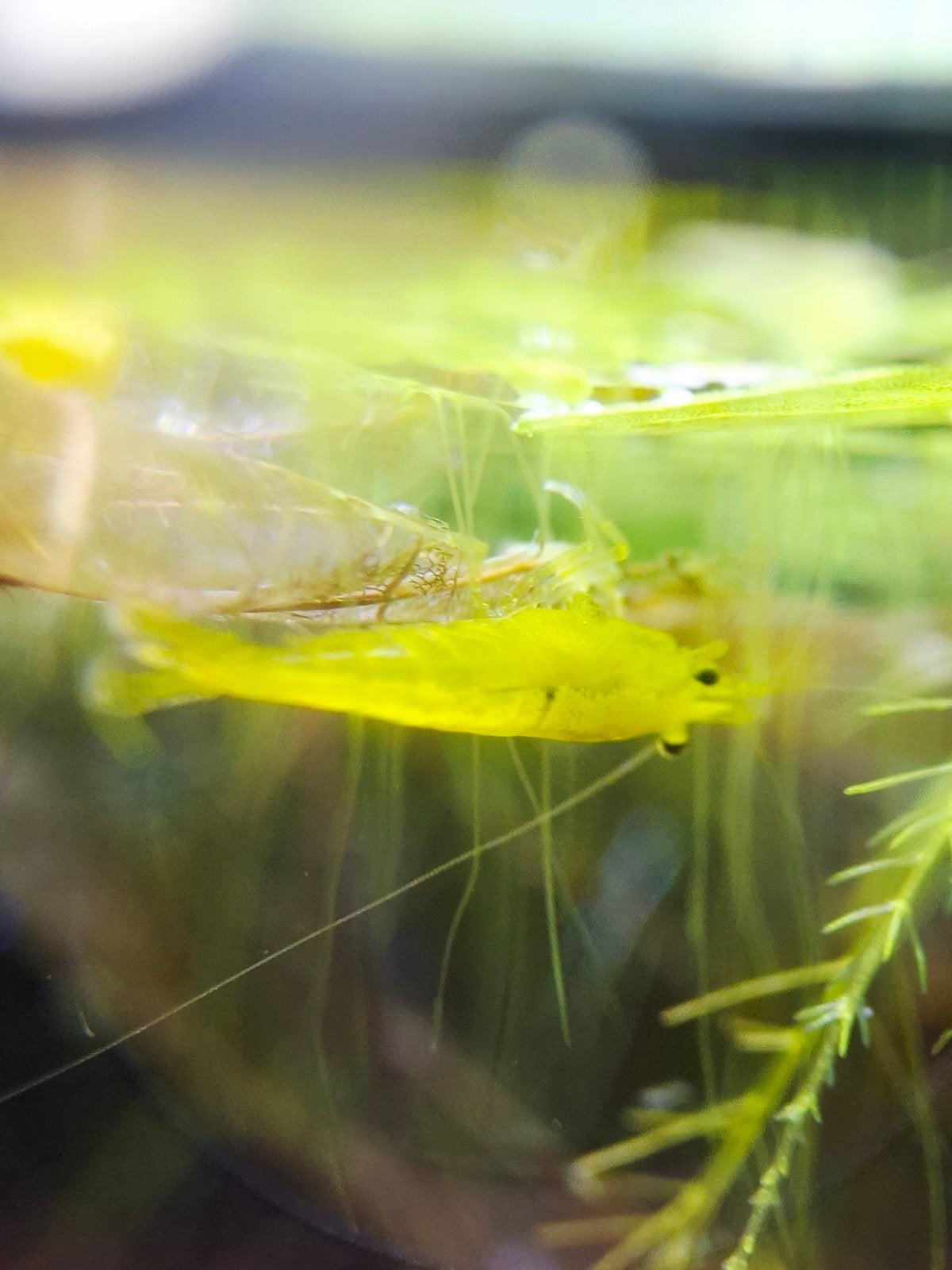 Neocaridina Yellow Neon Backstripe - Gezond en Felgekleurd, Kreeft, Krab of Garnaal, Zoetwatervis