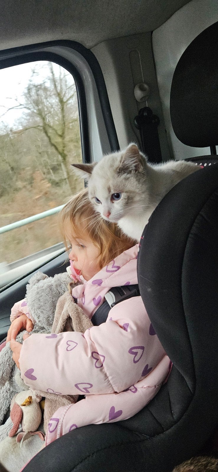 GEZOCHT lieve kitten ( x ragdoll ), Poes