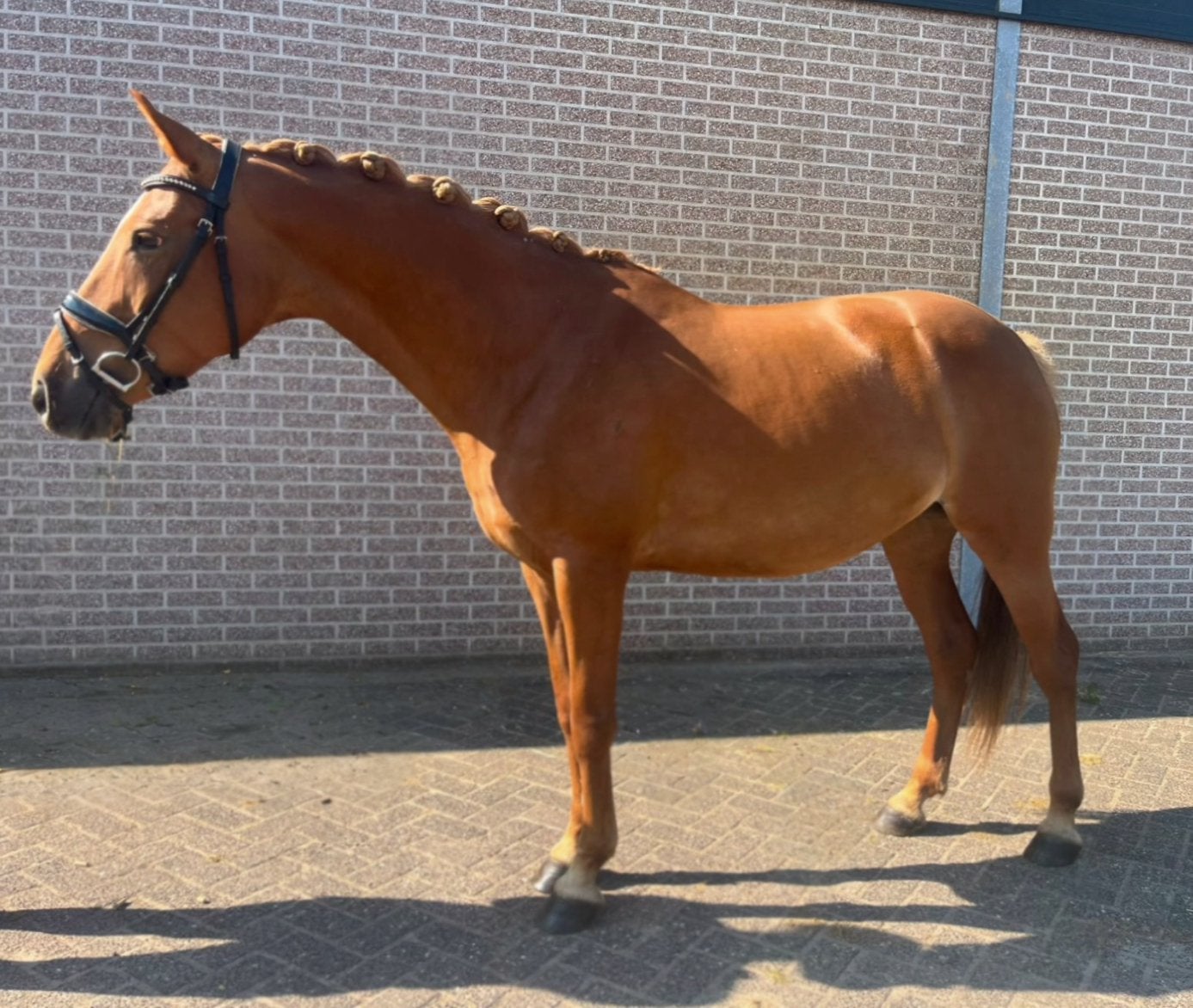 Super Lieve 10 jarige D pony te koop, Merrie, Ontwormd