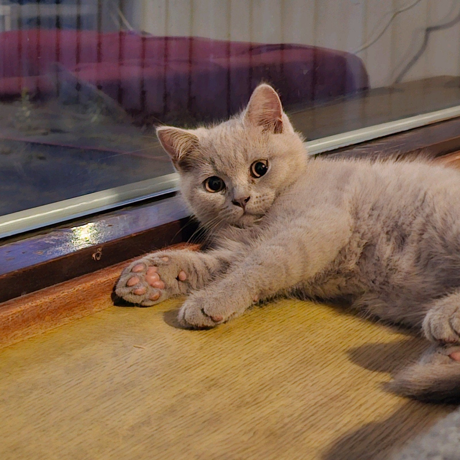 Britse korthaar kittens kleur Lilac ( nog 2 beschikbaar), Dieren en Toebehoren, Katten en Kittens | Raskatten | Korthaar, Meerdere dieren