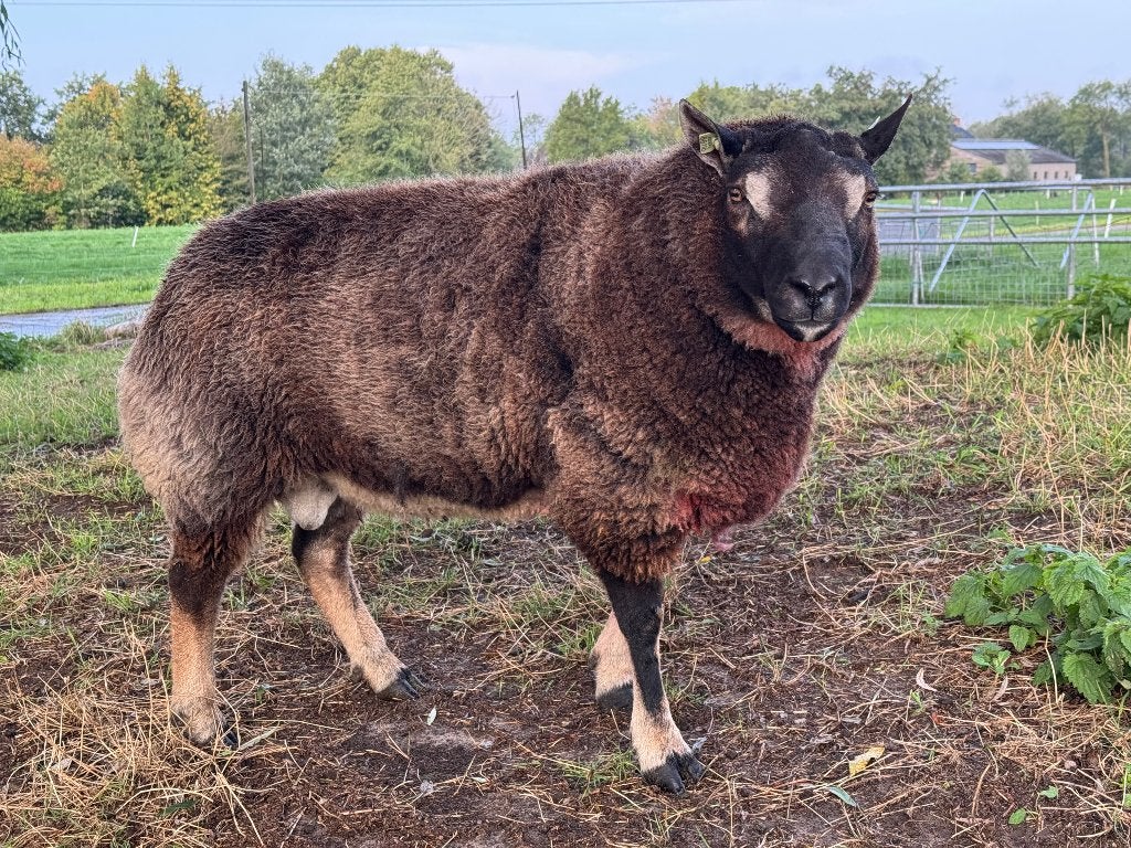 overjarige dassenkop dekram, Dieren en Toebehoren, Mannelijk, Schaap, 3 tot 5 jaar