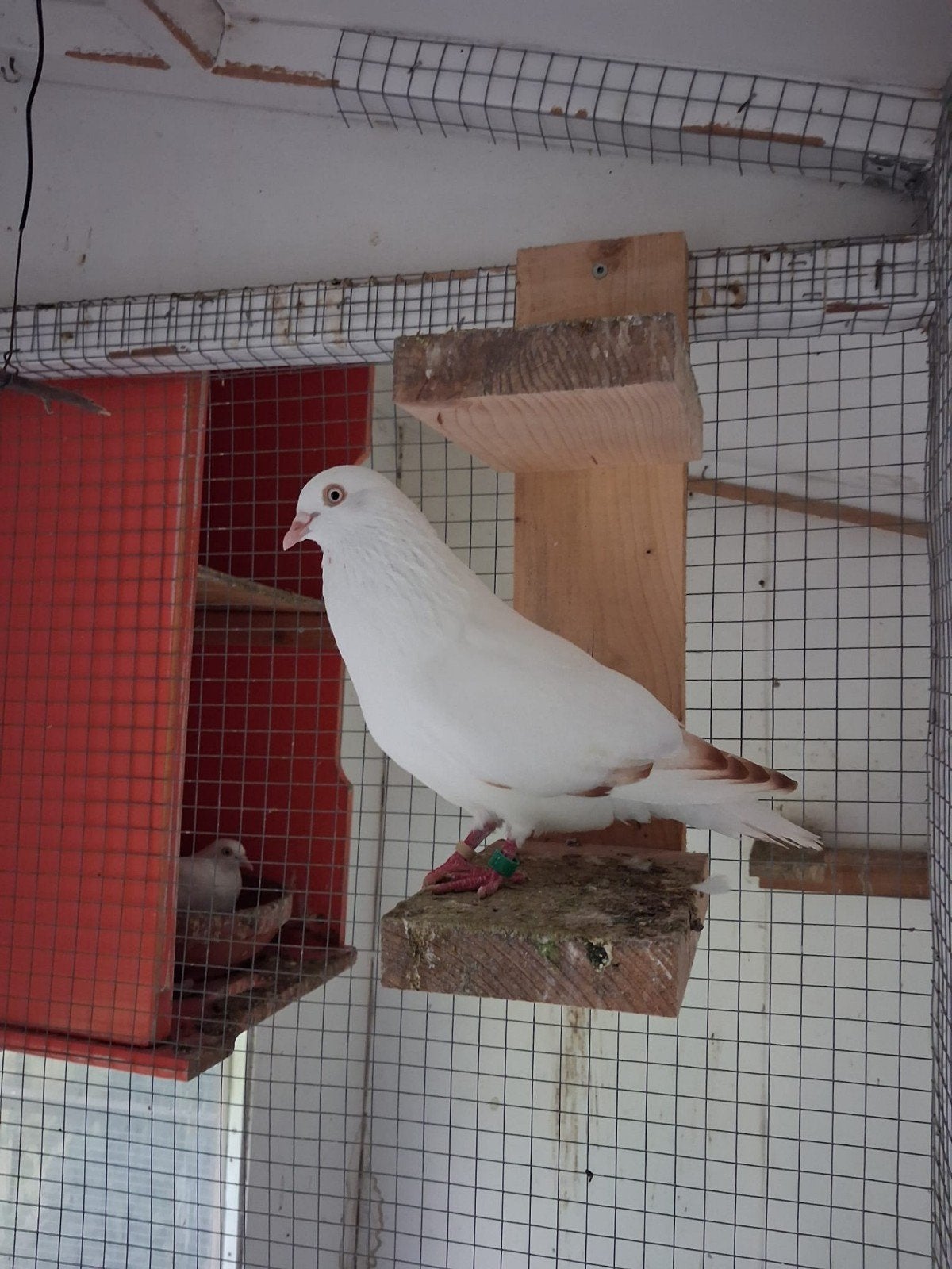 Cumulet hoogvliegers,  doffer eind vorig jaar, Dieren en Toebehoren, Vogels | Duiven, Mannelijk, Overige soorten